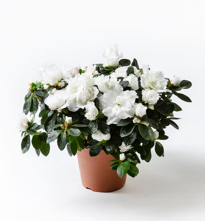 Hvit azalea Hvit azalea